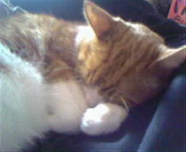 Huskat Mikki,<3 RIP billede 16