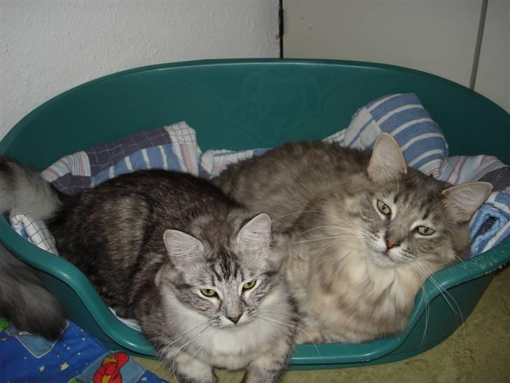 Blanding af racer Nova  - Nova og hendes "killing" Xanna . billede 6