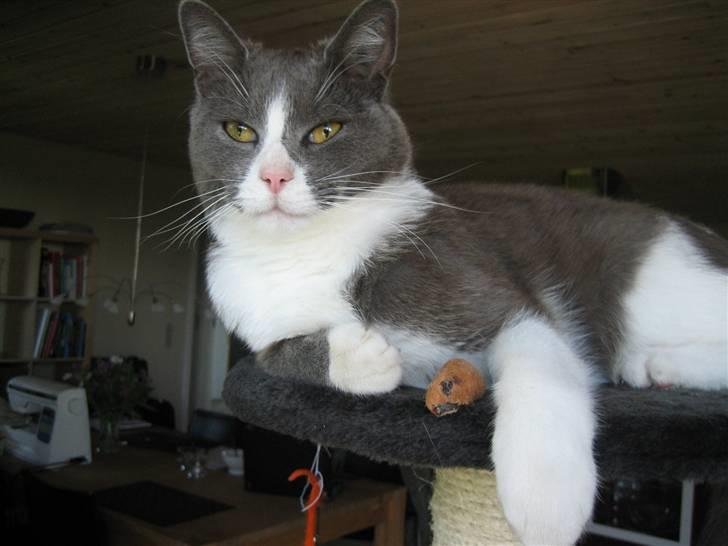 Blanding af racer Simba - Her ligger man jo egentlig ret godt... billede 1