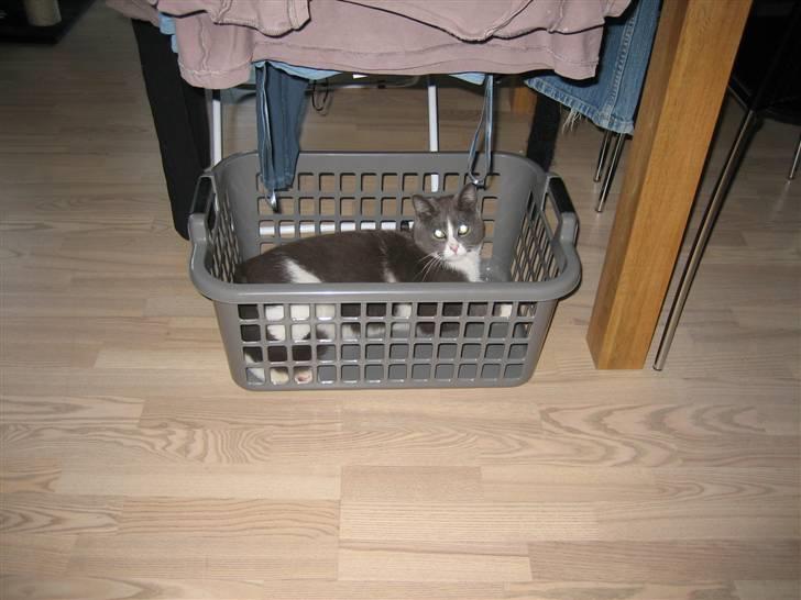 Blanding af racer Simba - Jeg kan lige gemme mig her i kurven... der er nok ingen der ser mig...! billede 2