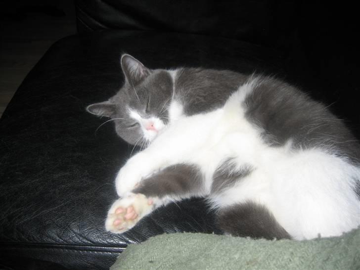 Blanding af racer Simba - Snork... pyh.. snork.... Danmarks eneste kat der snorker. billede 3