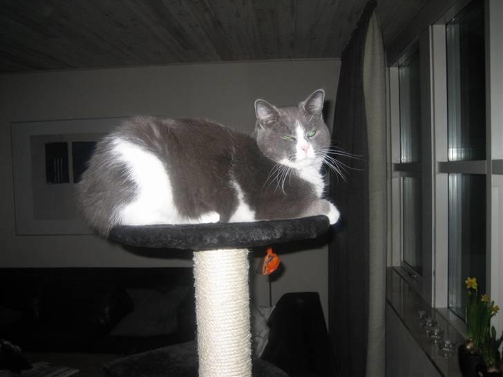 Blanding af racer Simba - Her i huset er det mig, som hersker...! billede 4