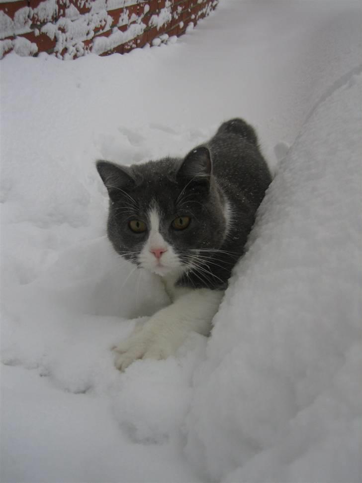 Blanding af racer Simba - Uh koldt! Der er jo sne i flere poters dybde!! billede 5