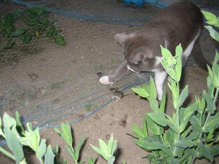 Blanding af racer Simba - Se lige, hvad jeg har fanget til dig her, Mor....! billede 6