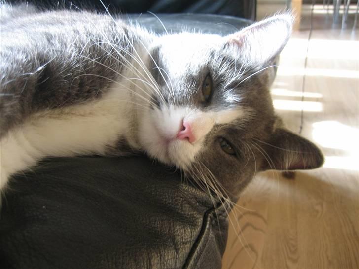 Blanding af racer Simba - Nu kommer du ikke for at sige, at du skal bruge sofaen, vel?! billede 7