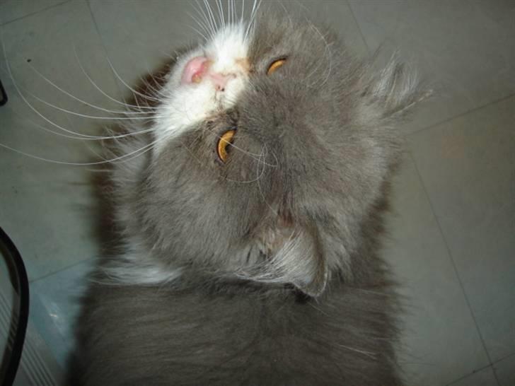 Perser Phillip blue bauer R.I.P - Hej ? billede 5