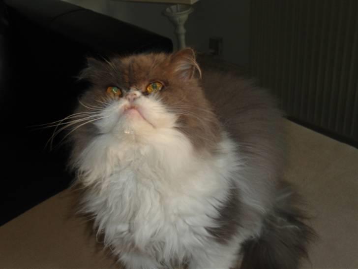 Perser Phillip blue bauer R.I.P - Uuhaa, maaad billede 6