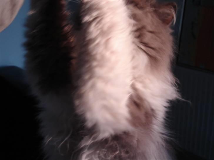 Perser Phillip blue bauer R.I.P - see lii hans store armee :D billede 7