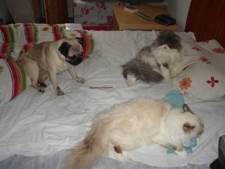 Perser Phillip blue bauer R.I.P - Stille &&´ Roliiq Søndaaq XD  billede 8