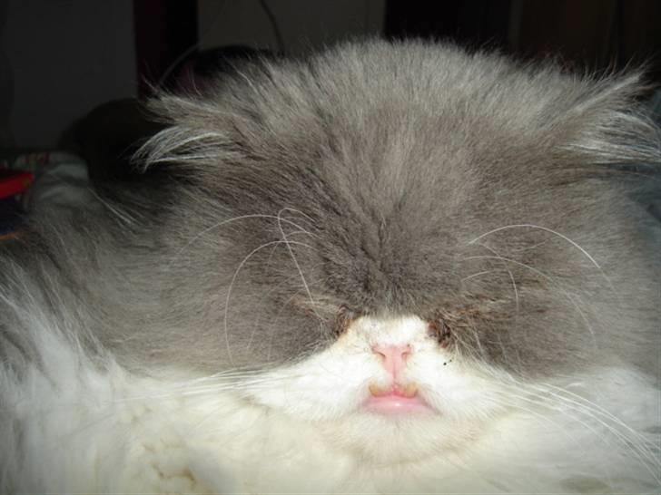 Perser Phillip blue bauer R.I.P - ZzZzZz <33 billede 9