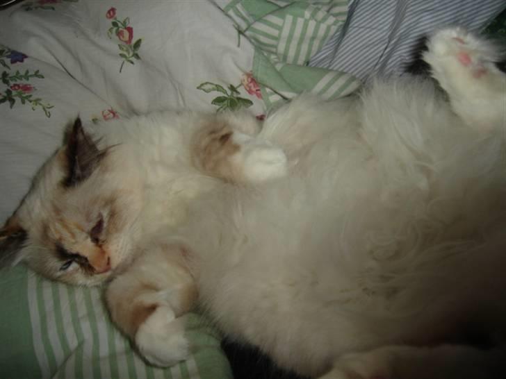 Hellig Birma Søsser - NUUUURH:*<3 billede 6