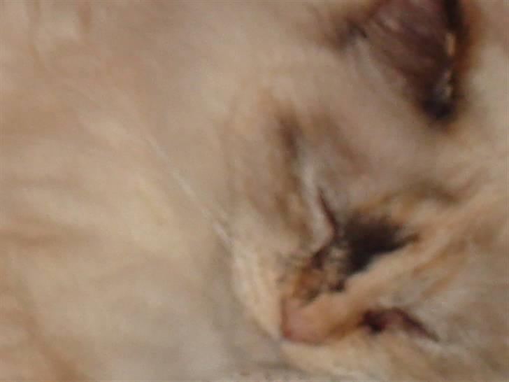 Hellig Birma Søsser - Nåååår :´<33 billede 7