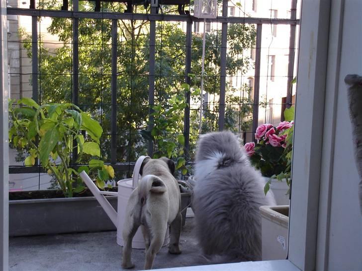 Perser Phillip blue bauer R.I.P - her er jeg sammen med min hund billede 10