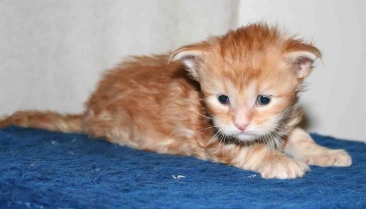 Maine Coon DK Rushmore Xander - Lille og bare en lækker fyr - her var min nye menneskemor solgt....:-))) billede 2