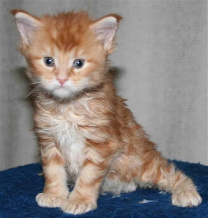 Maine Coon DK Rushmore Xander - Er det mig der skal tages billeder af??? billede 3