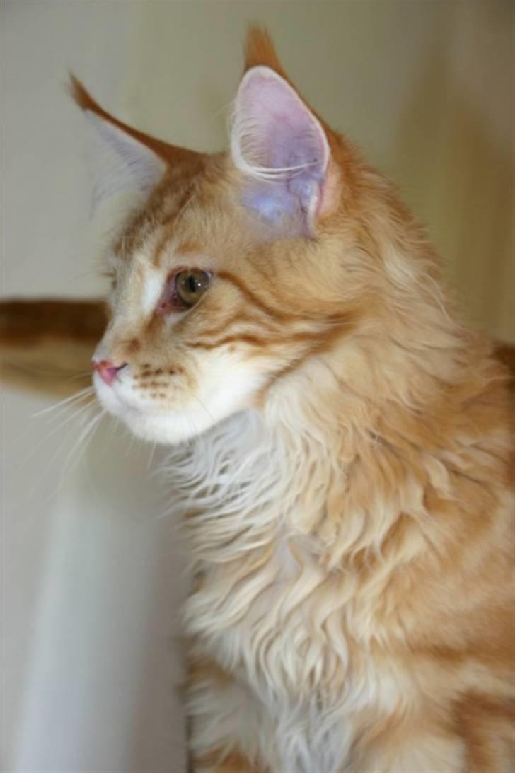 Maine Coon DK Rushmore Xander - hvad laver de derhenne?? billede 8