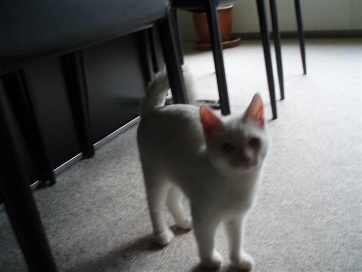 British Shorthair Simba billede 1