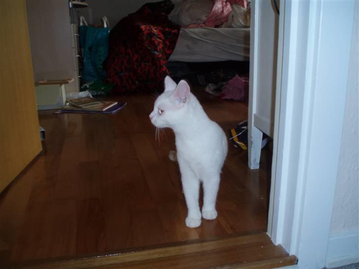 British Shorthair Simba billede 2