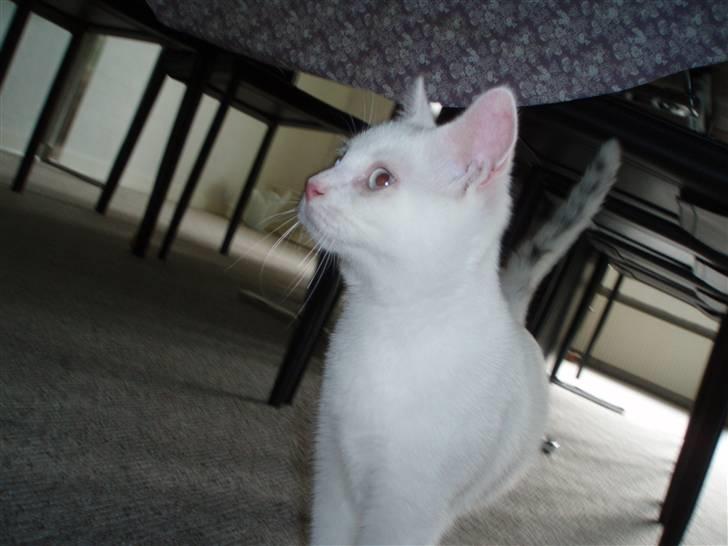 British Shorthair Simba billede 3