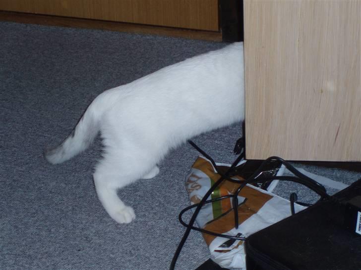 British Shorthair Simba billede 4