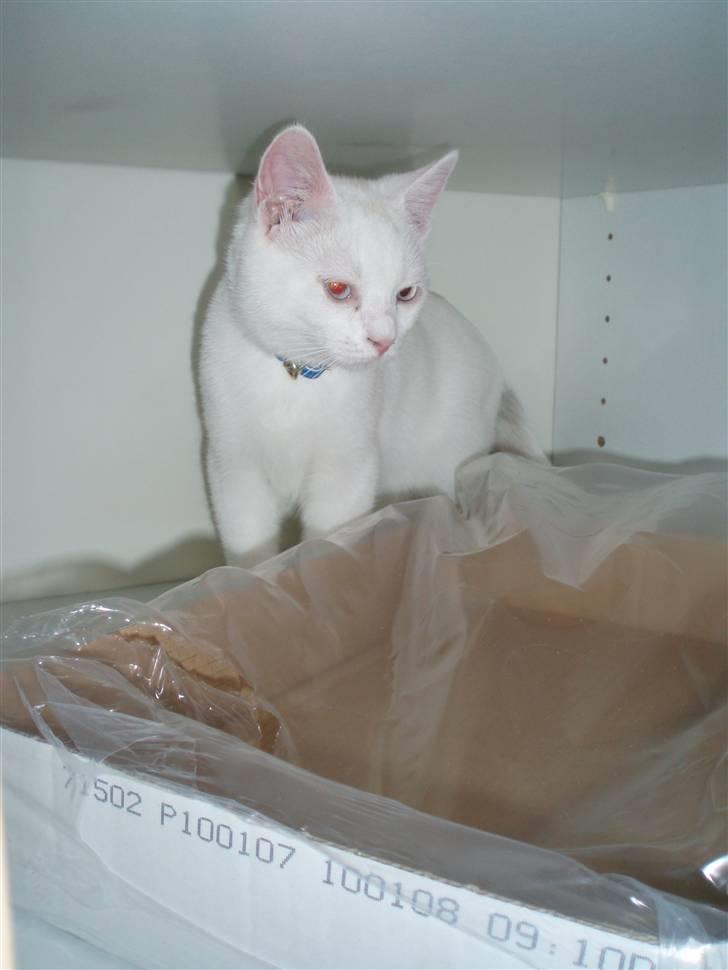 British Shorthair Simba billede 5