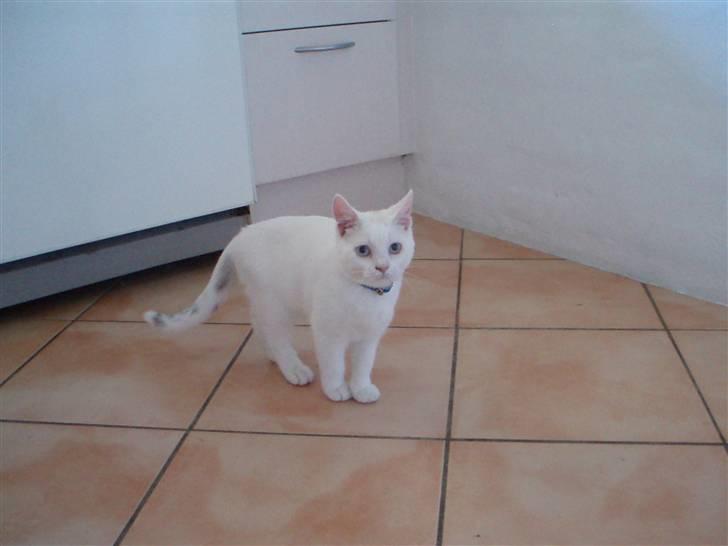 British Shorthair Simba billede 6