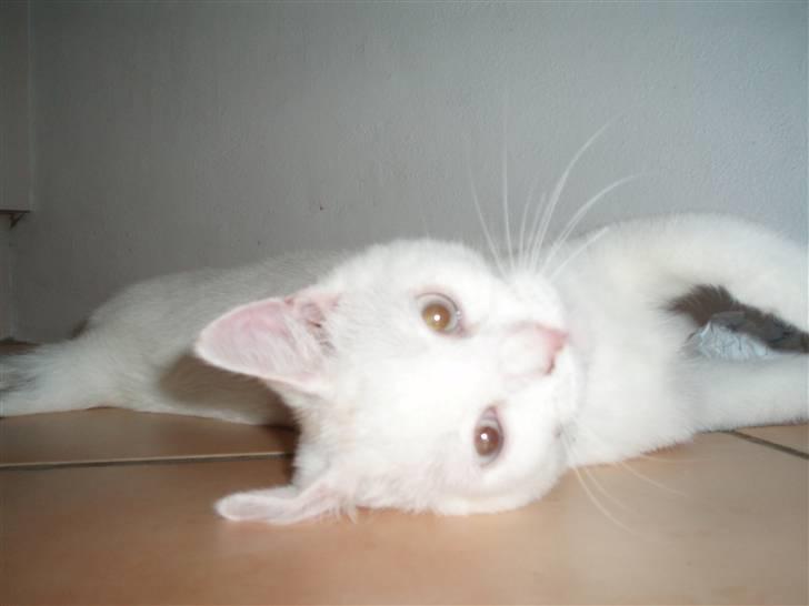 British Shorthair Simba billede 7