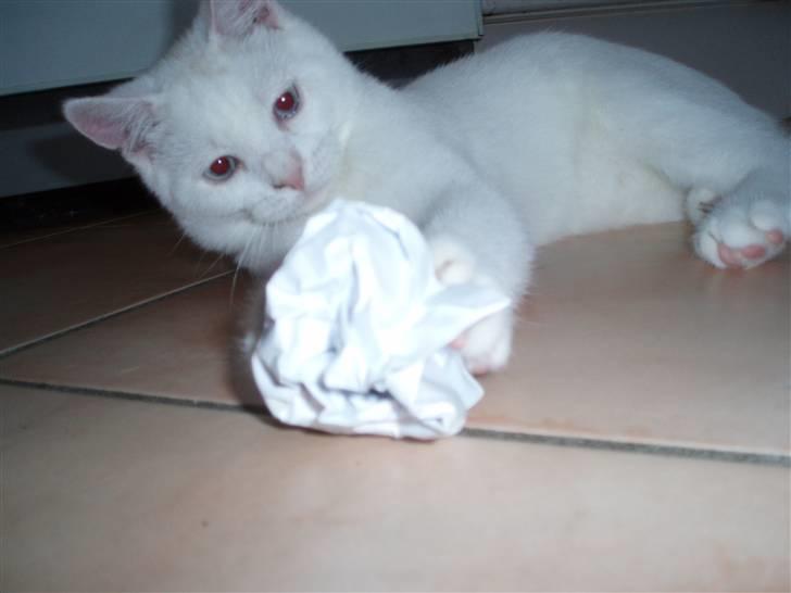 British Shorthair Simba billede 8