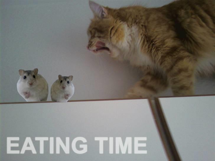 Blanding af racer Mutte billede 10