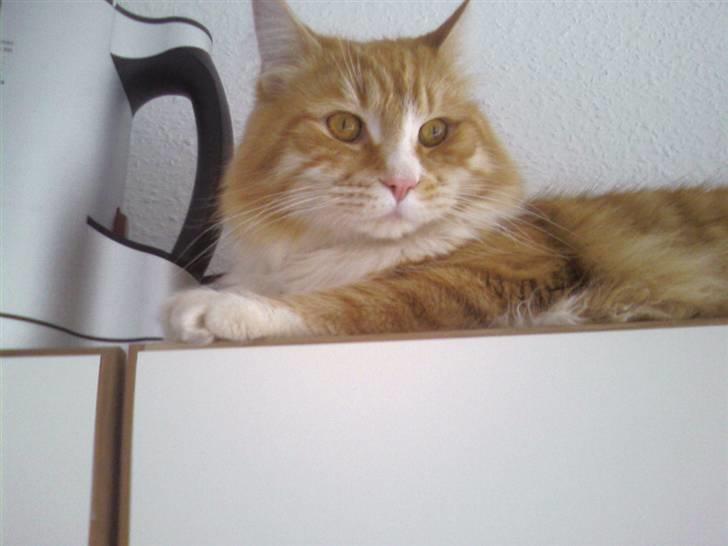 Blanding af racer Mutte billede 11