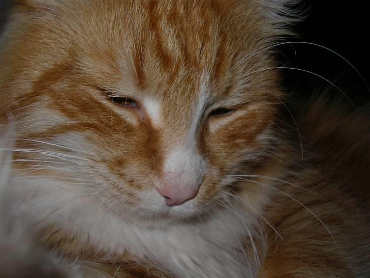 Blanding af racer Mutte billede 12