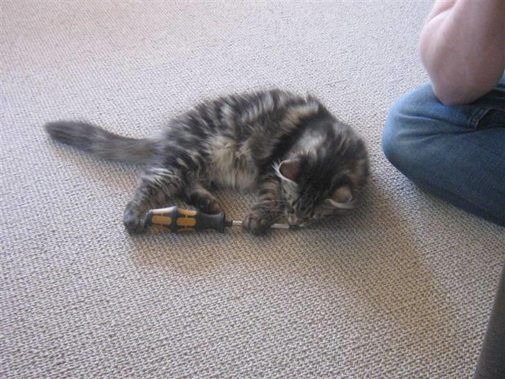 Maine Coon Mulle billede 11