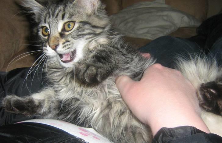 Maine Coon Mulle billede 12