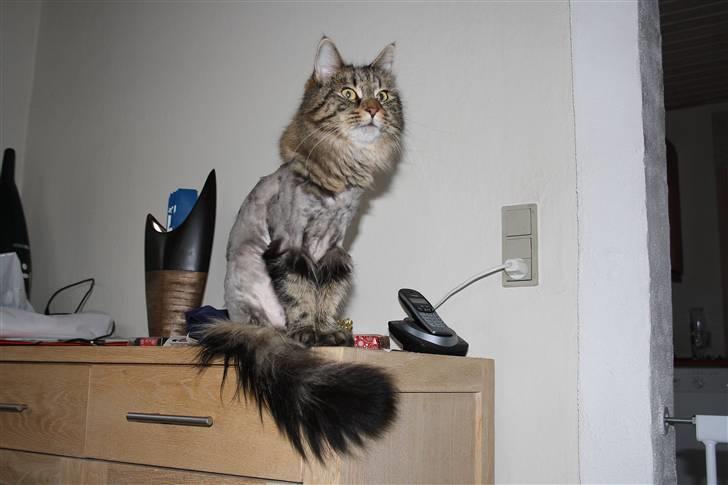 Maine Coon Mulle billede 13