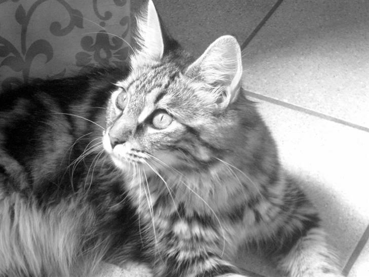 Maine Coon Mulle billede 14