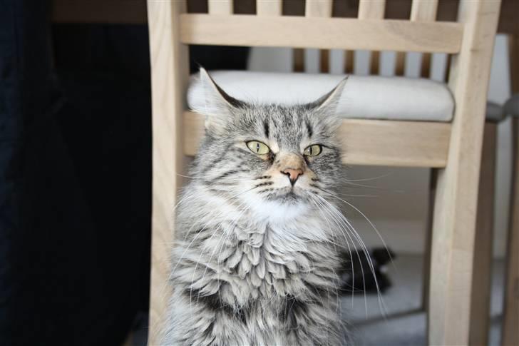 Maine Coon Mulle billede 15