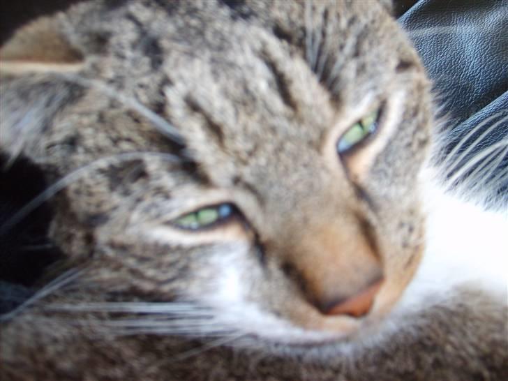 Huskat Pjerrot billede 8