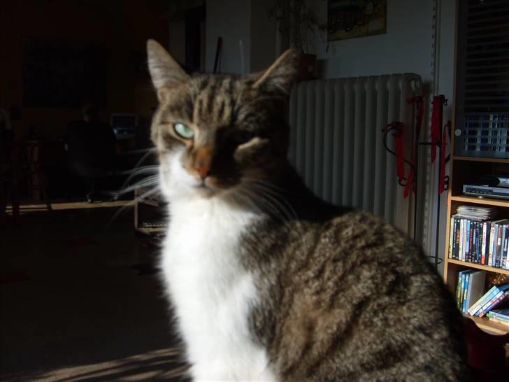 Huskat Pjerrot billede 9