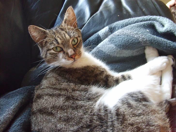 Huskat Pjerrot billede 10