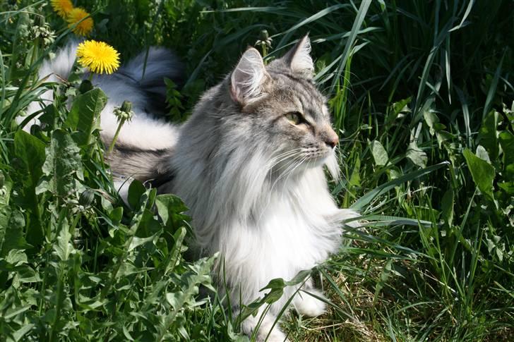 Norsk Skovkat Titan - Er jeg ikke bare skøøøn :-) billede 1