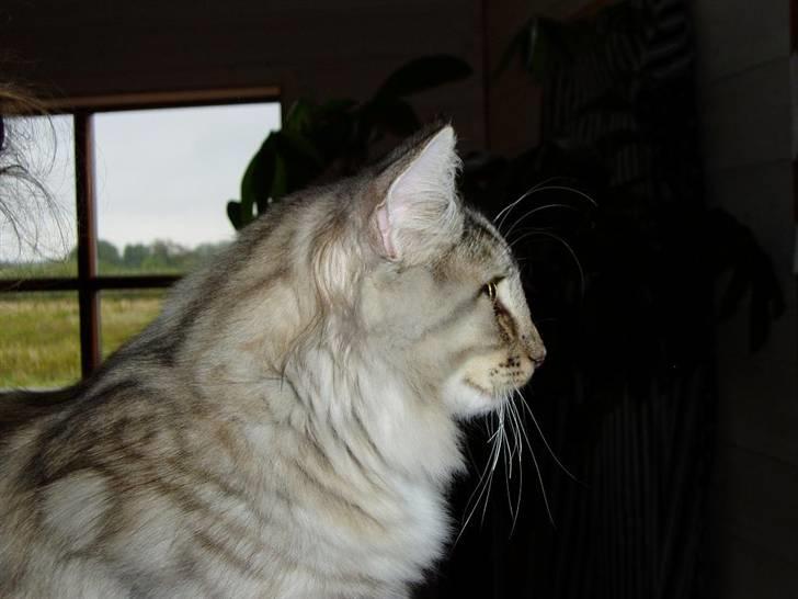 Norsk Skovkat Titan billede 4