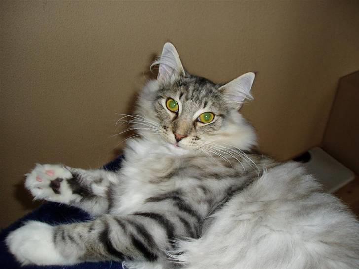 Norsk Skovkat Titan billede 5