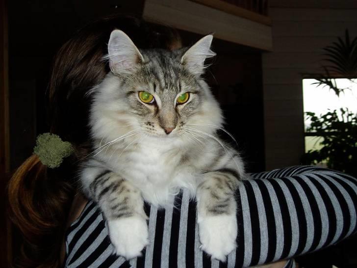 Norsk Skovkat Titan billede 6