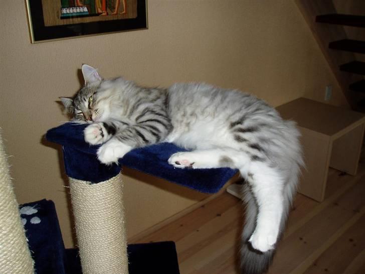 Norsk Skovkat Titan - iih hvor er jeg altså blevet træt zzzzzzzzz billede 7