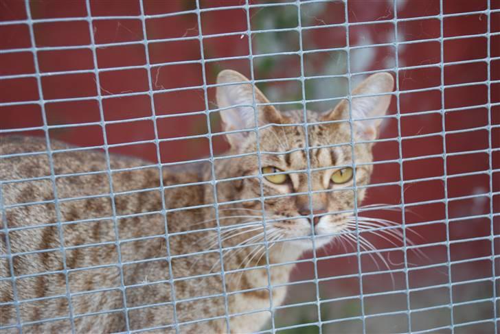 Ocicat Sea Coon´s Coco (Smilla) billede 6