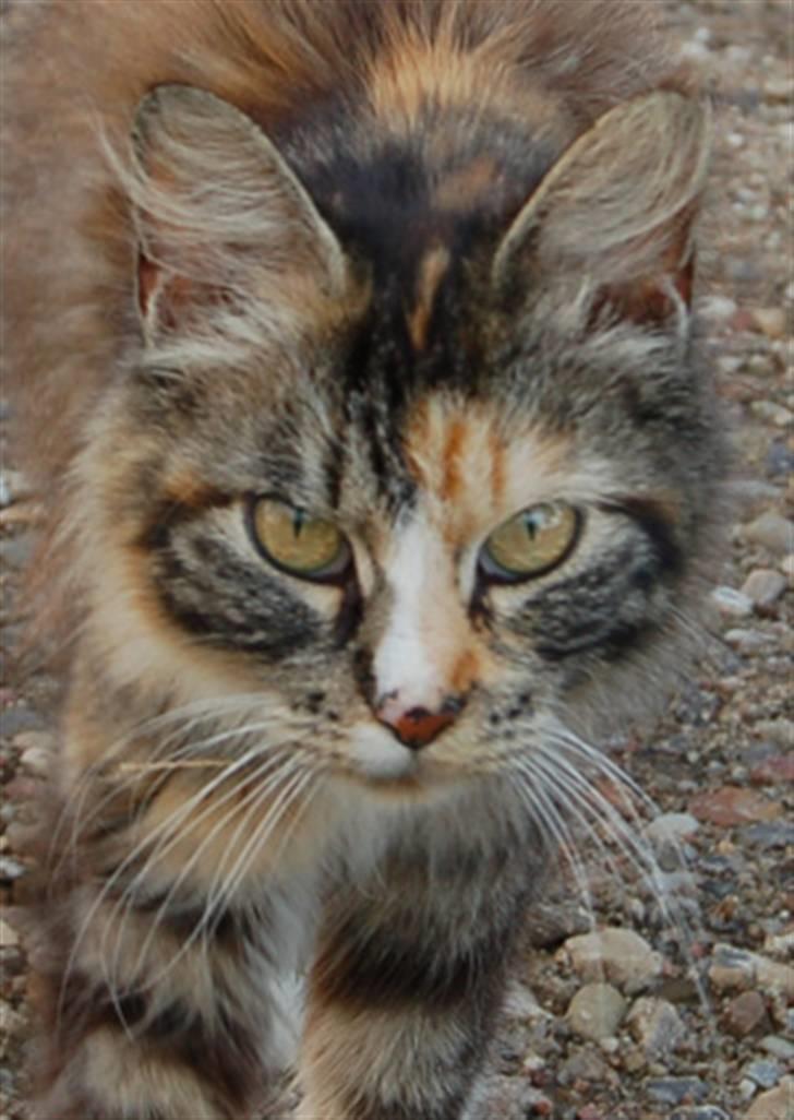 Norsk Skovkat Kisser - Kisser <3 billede 1