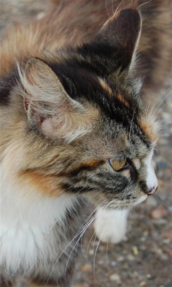 Norsk Skovkat Kisser - miau.. en lækker mis<3 billede 2