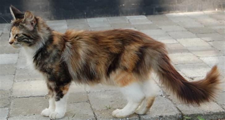 Norsk Skovkat Kisser billede 3