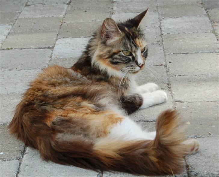 Norsk Skovkat Kisser billede 4