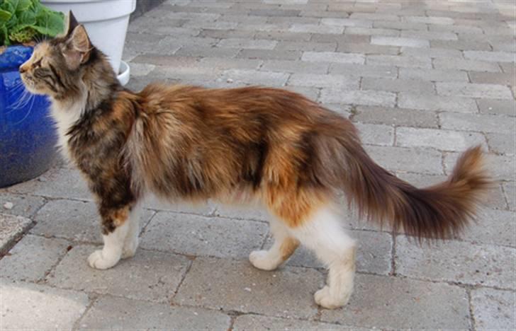 Norsk Skovkat Kisser billede 5